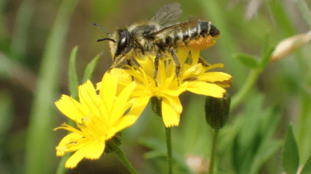 Ismerjük fel a beporzó rovarokat a kertünkben! – A méhfélék II.