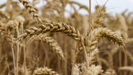 A gazdák 45 százaléka fizetésképtelenné vált az ukrán gabonabehozatal miatt Romániában