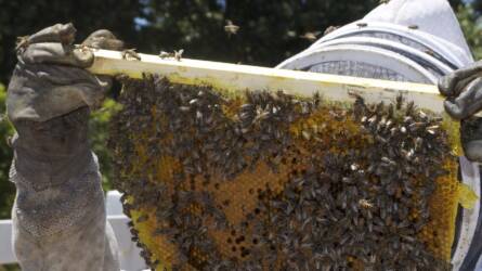 Ezernyi baj sújtja a magyar méhészeket, szomorú időszak kezdődik