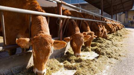 Oszlassuk el az állattenyésztéssel és húsfogyasztással kapcsolatos tévhiteket!