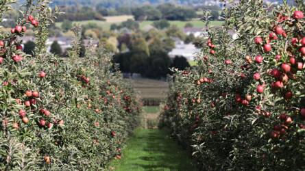 Hogyan készüljünk fel, ha ősszel gyümölcsfát ültetnénk?