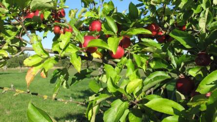 Védekezzünk a moníliás gyümölcsfertőzés ellen – kertészeti növényvédelmi előrejelzés