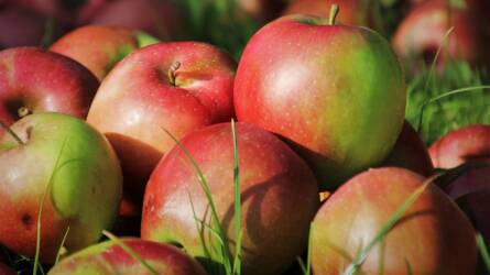 Mi rághatja meg az almák felületét?