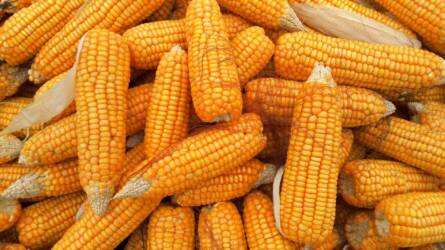Azonnal el kell adni a kukoricát, ha egy kis nyereség realizálható rajta – javasolja a GOSZ elnöke