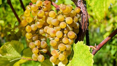 Ne feledjék a szőlőszüret utáni lemosó permetezéseket! – Kertészeti növényvédelmi előrejelzés