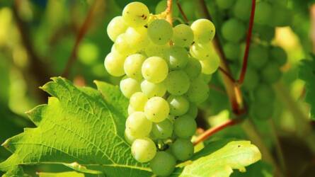 Lehetséges egész évben csak rézgáliccal permetezni a szőlőt?
