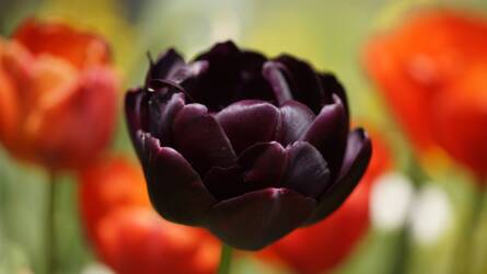 Léteznek természetes fekete virágok?