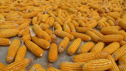 A betakarítási hírek nyomták le a kukorica és a szójabab árát