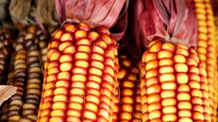 Franciaország nagyobb kukorica- és cukorrépa-termésre számít