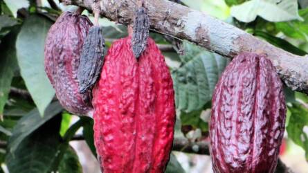 Több kakaót ültetnek Afrikán kívül az árak emelkedése miatt