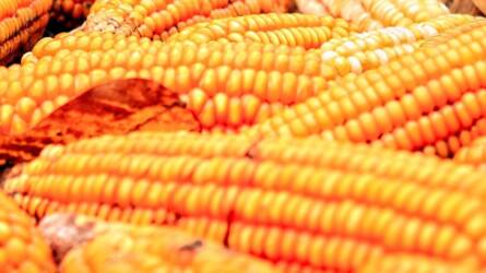 A kukorica ára 3 hetes mélypont után stabilizálódott