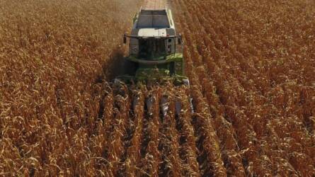 Kétszer annyi kukoricát arathatunk, mint tavaly, de nem lehetünk elégedettek
