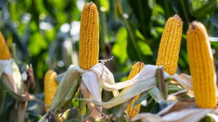 Megfelelni minden igénynek: a Syngenta kukorica kínálata folyamatos megújulás alatt