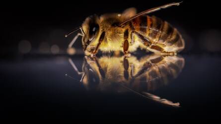 Tényleg nem tudnak repülni a méhek a sötétben?