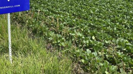 A keskeny sortávolság kialakításának előnyei a szójabab termesztésében