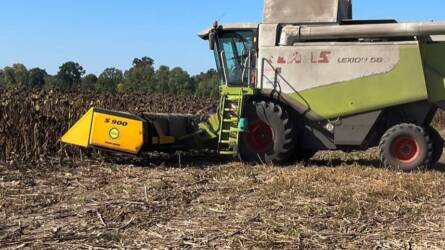 Az ukrán termények földbe fogják döngölni a magyar búza, kukorica és napraforgó árát