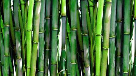 Baj van a bambusszal, káros lehet, ha ilyen poharat, tányért használunk