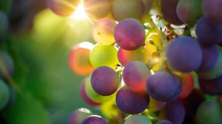 Őszi témák, 1.: innovatív és rezisztens borszőlő fajták