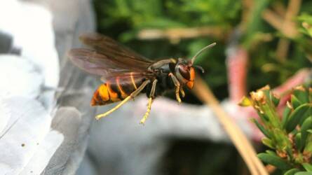 Nagy a veszély: az ázsiai lódarázs jelentősen csökkenteni fogja a mézelő méhek állományát
