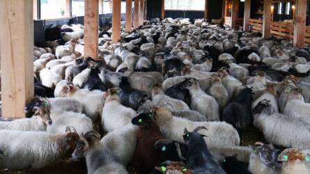 Szervestrágya-kijuttatás: juh- és kecsketrágya