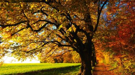 5 csodálatosan színes őszi lombhullató fa