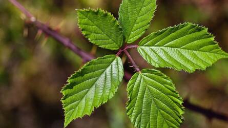 Mi okozhatja a szeder levelének foltosságát?