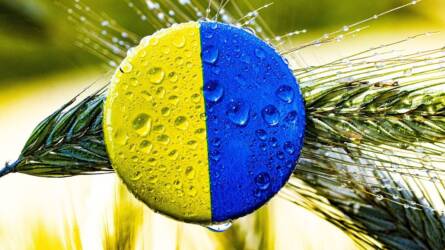 Az ukrán gabonatermelés és -export csökkenése várható