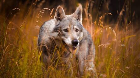 Megtiltják az éjszakai kutyaugatást egy farkasok által veszélyeztetett területen