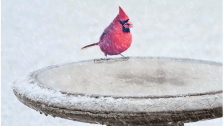 Kell-e a madaraknak vizet adnunk télen?