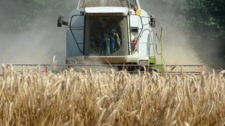 Nagy változás a gabonapiacokon: Afrika helyett az arab világba mehet az európai búza