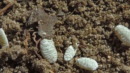 Ritka kártevő: a málna-viaszos pajzstetű (Atrococcus bejbienkoi)