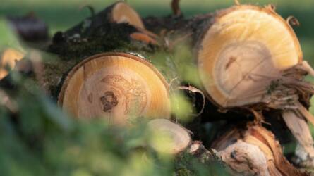 Hogyan segíti egy fakupac a kert természetes élővilágát?