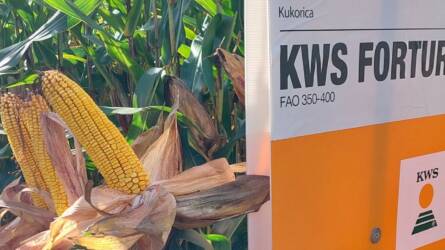 BREAKING NEWS! 20 tonna feletti eredménnyel debütált a KWS új, modern kukorica hibridje