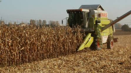 Nagyot „hajrázott” a kukorica Magyarországon