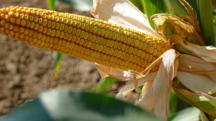 Az évjáratot nem, a jó teljesítményt viszont garantálják a SAATEN-UNION kukoricái