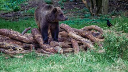 A medve nem játék: óriási károkat okoztak Székelyföldön