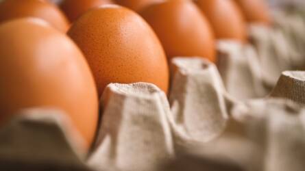 Mit jeleznek a kódszámok a tojásokon? – A jövőálló állattenyésztés nyomában