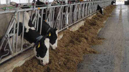 Így működik egy csúcstechnológiás tejtermelő tehenészet