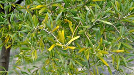 Miért hullajtja a leveleit a kertből behozott olívafa?