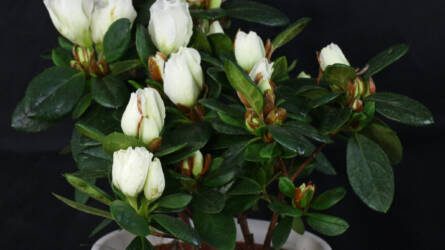 Leesett az állunk: ennyire kényes a cserepes azálea