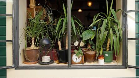 Árthat a szobanövényeknek az ablakon keresztül beáramló hideg?