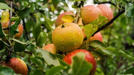 Vannak olyan almafajták, melyeket kevesebbszer kell permetezni?