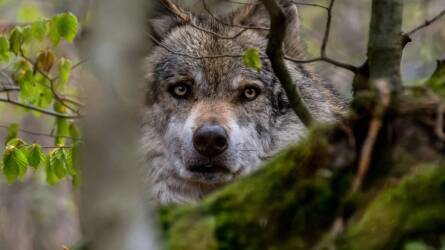 Egyre nagyobb a farkasveszély Európában, hadat üzent nekik az EU