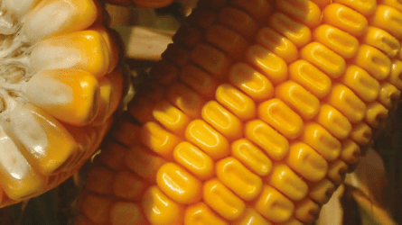 Prémium kukoricahibridek a hazai klimatikus viszonyokra nemesítve