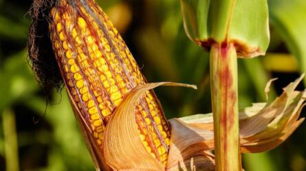 A műtrágyázás és öntözés meglepő hatásai a kukoricahozamokra