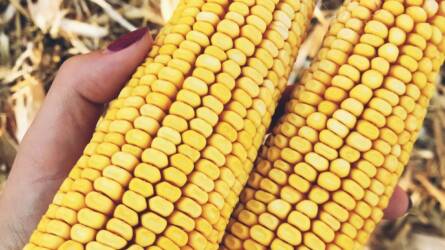Hogyan születtek idén rekordtermések kukoricában?