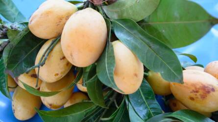 Paradicsom helyett mangót termeszteni?