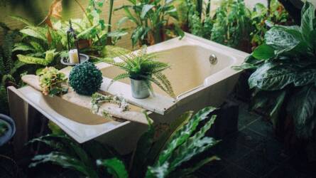 3 szobanövény – a zuhanyzóba