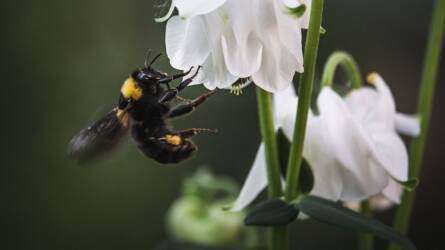 A poszméheket még mindig károsítják a peszticidek