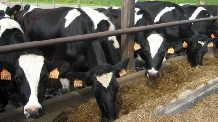 Fontos tájékoztatás a tejhasznú tehéntartásról